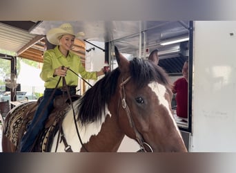 Draft Horse Mix, Gelding, 7 years, 15.2 hh, Tobiano-all-colors