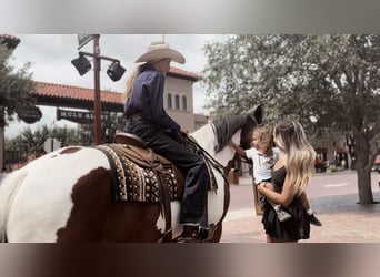 Draft Horse Mix, Gelding, 7 years, 15.2 hh, Tobiano-all-colors