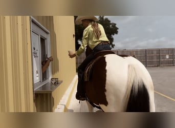 Draft Horse Mix, Gelding, 7 years, 15.2 hh, Tobiano-all-colors