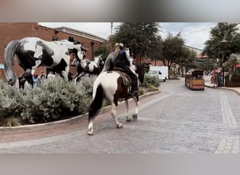 Draft Horse Mix, Gelding, 7 years, 15.2 hh, Tobiano-all-colors