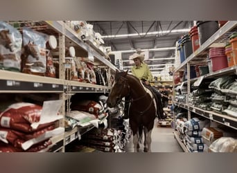 Draft Horse Mix, Gelding, 7 years, 15.2 hh, Tobiano-all-colors