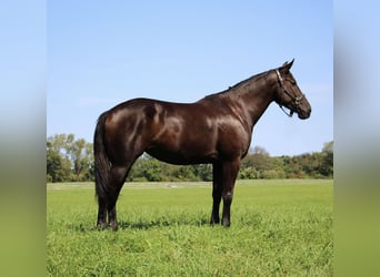 Draft Horse, Gelding, 7 years, 15.3 hh, Black