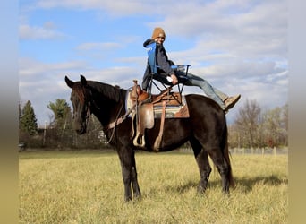 Draft Horse, Gelding, 7 years, 15.3 hh, Black