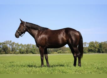 Draft Horse, Gelding, 7 years, 15.3 hh, Black