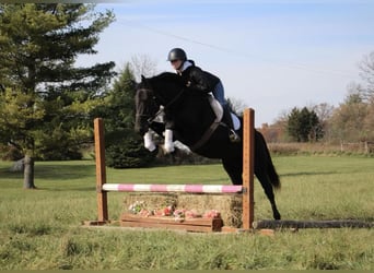 Draft Horse, Gelding, 7 years, 15.3 hh, Black