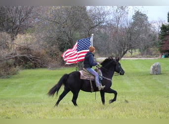 Draft Horse, Gelding, 7 years, 15.3 hh, Black
