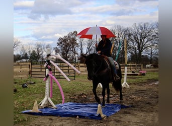 Draft Horse, Gelding, 7 years, 15.3 hh, Black