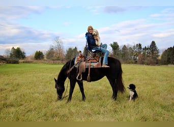 Draft Horse, Gelding, 7 years, 15.3 hh, Black