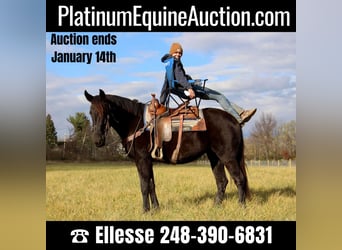 Draft Horse, Gelding, 7 years, 15.3 hh, Black