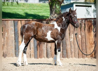 Draft Horse, Mare, 2 years, Tobiano-all-colors