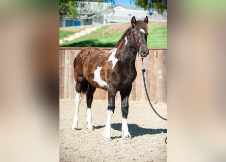 Draft Horse, Mare, 2 years, Tobiano-all-colors