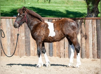 Draft Horse, Mare, 2 years, Tobiano-all-colors