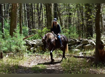 Draft Horse Mix, Mare, 5 years