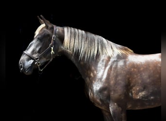 Draft Horse Mix, Mare, 5 years