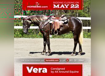 Draft Horse Mix, Mare, 5 years