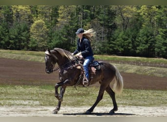 Draft Horse Mix, Mare, 5 years