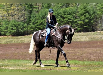 Draft Horse Mix, Mare, 5 years