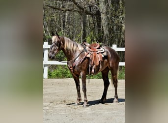 Draft Horse Mix, Mare, 5 years
