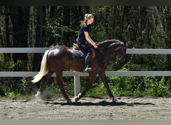 Draft Horse Mix, Mare, 5 years
