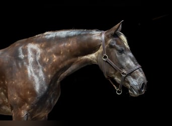 Draft Horse Mix, Mare, 5 years