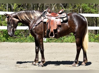 Draft Horse Mix, Mare, 5 years
