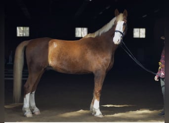 Dutch Tuigpaard, Gelding, 12 years, 17.3 hh, Chestnut
