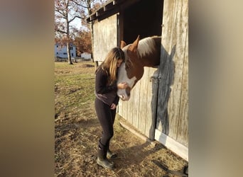 Dutch Tuigpaard, Gelding, 12 years, 17.3 hh, Chestnut