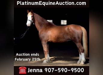 Dutch Tuigpaard, Gelding, 12 years, 17.3 hh, Chestnut