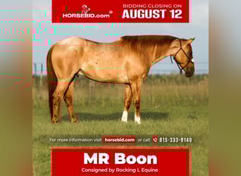 American Quarter Horse, Gelding, 9 years, 14.3 hh, Roan-Red, in Joy, IL,