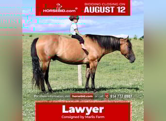 American Quarter Horse, Gelding, 6 years, 14.3 hh, Dun, in Rebersburg, PA,