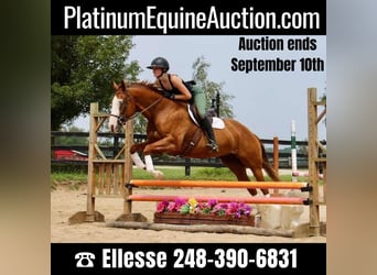 Other Warmbloods, Mare, 10 years, 15.2 hh, Chestnut, in Highland, MI,