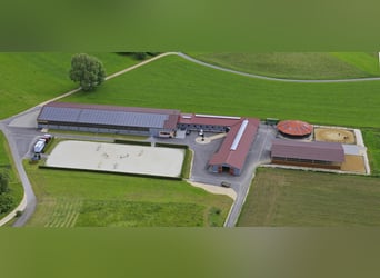 Suchen Mithilfe bei kleinem Bestand an Sportpferden!