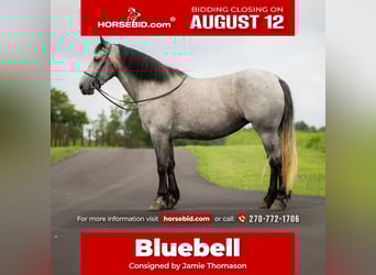 Percheron Mix, Mare, 7 years, 16.1 hh, Roan-Blue, in Auburn, KY,
