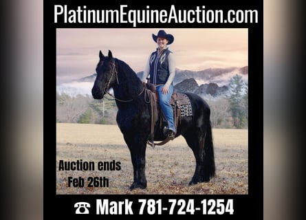 Friesian horses, Gelding, 11 years, 15.2 hh, Black