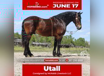 Friesian horses Mix, Gelding, 11 years, 16 hh, Bay