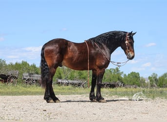 Friesian horses Mix, Gelding, 11 years, 16 hh, Bay