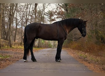 Friesian horses Mix, Gelding, 12 years, 17 hh, Black