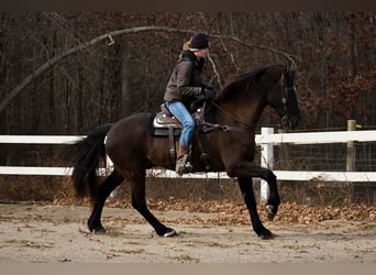 Friesian horses Mix, Gelding, 12 years, 17 hh, Black