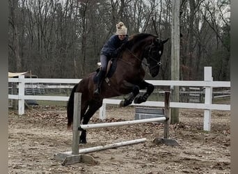 Friesian horses Mix, Gelding, 12 years, 17 hh, Black