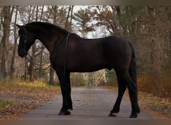 Friesian horses Mix, Gelding, 12 years, 17 hh, Black