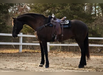 Friesian horses Mix, Gelding, 12 years, 17 hh, Black