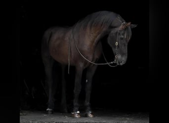 Friesian horses Mix, Gelding, 12 years, 17 hh, Black