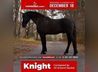Friesian horses Mix, Gelding, 12 years, 17 hh, Black