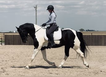 Friesian horses, Gelding, 5 years, 16.3 hh, Black