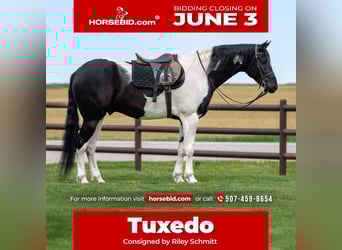 Friesian horses, Gelding, 5 years, 16.3 hh, Black