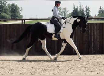 Friesian horses, Gelding, 5 years, 16.3 hh, Black
