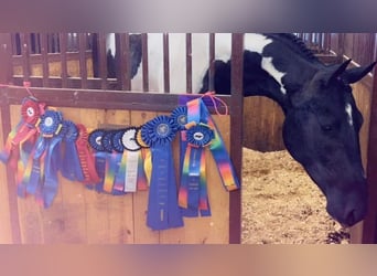 Friesian horses, Gelding, 5 years, 16.3 hh, Black