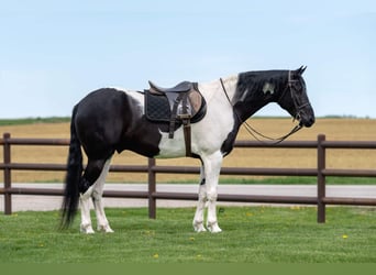 Friesian horses, Gelding, 5 years, 16.3 hh, Black