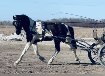 Friesian horses, Gelding, 5 years, 16.3 hh, Black