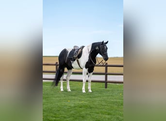 Friesian horses, Gelding, 5 years, 16.3 hh, Black